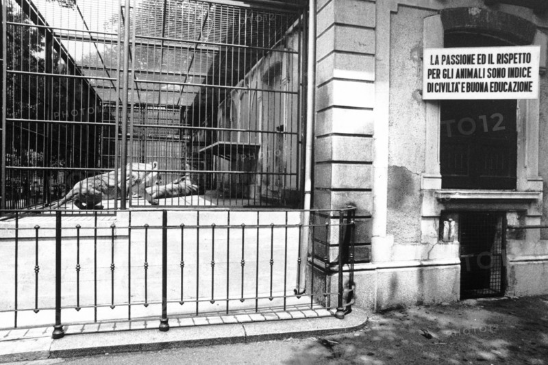 Zoo. Lion In Cage