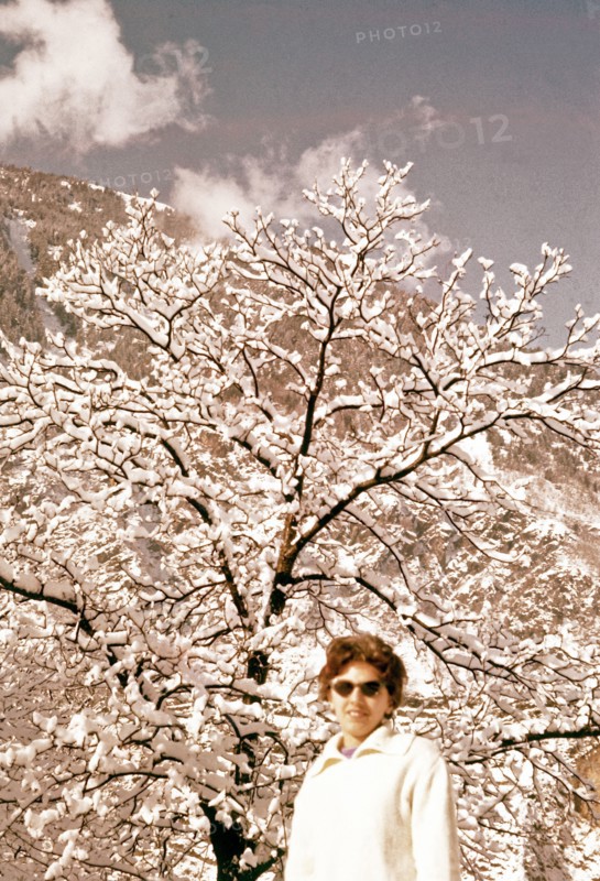 Under The Tree Covered With Snow.