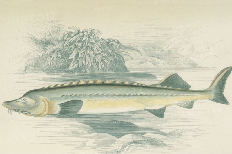 Sturgeon  Illustration