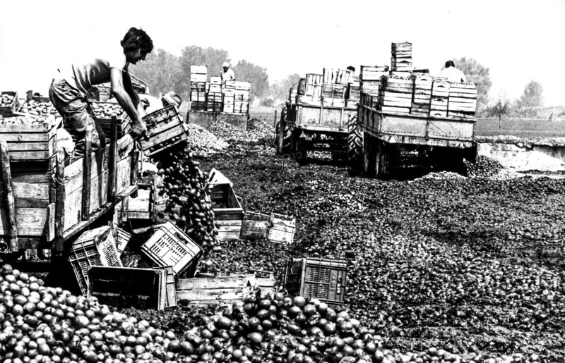 Maceration of tomatoes, calabria, italy