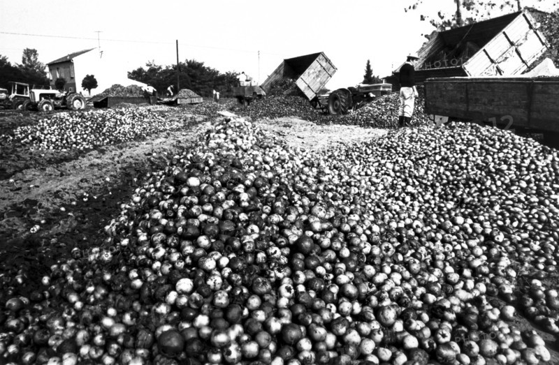 Tomatoes maceration, 70's