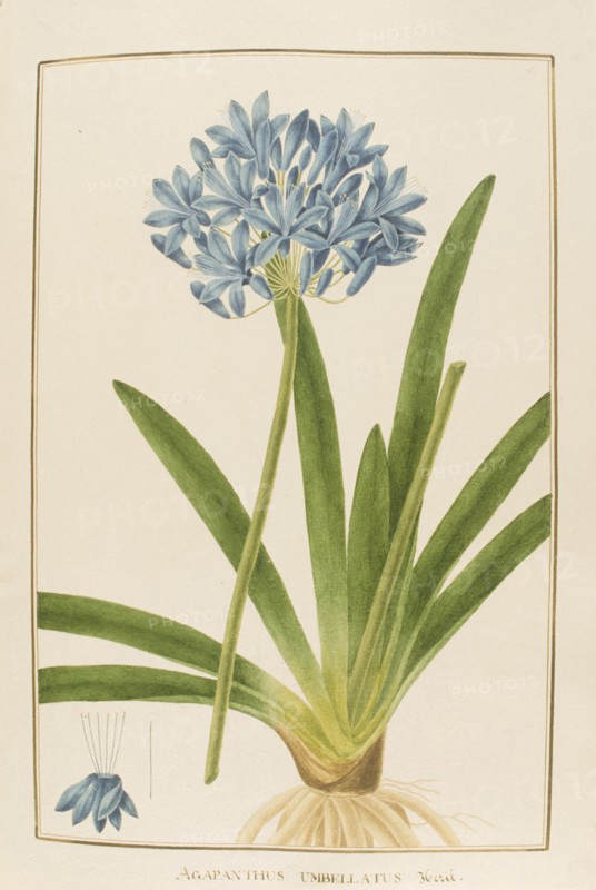 Agapanthus umbellatus, botany table, botanical garden of padova