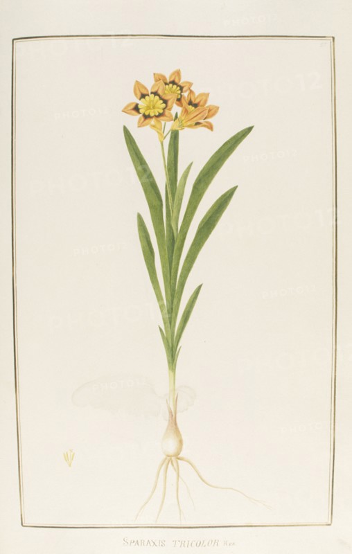 Sparaxis tricolor, botany table, botanical garden of padova