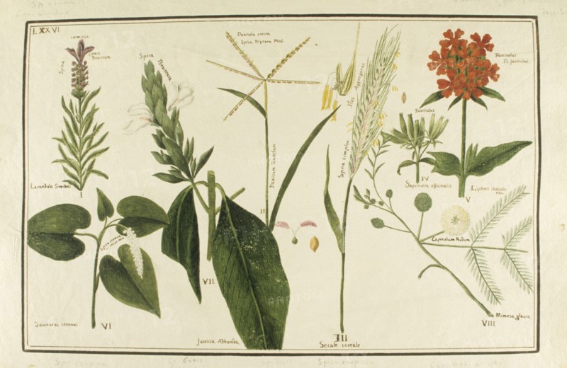 Botany table, botanical garden of padova