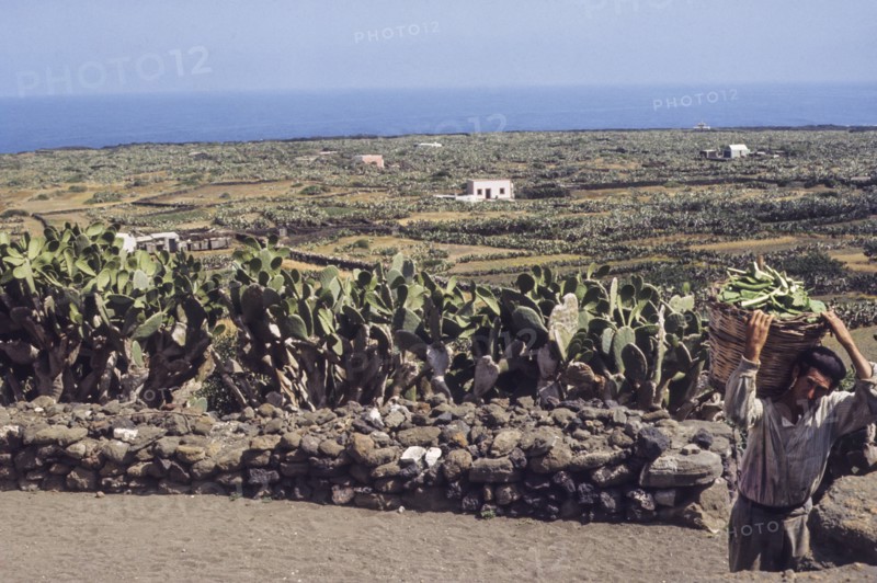 Farmer after pruning of prickly pears, linosa, italy