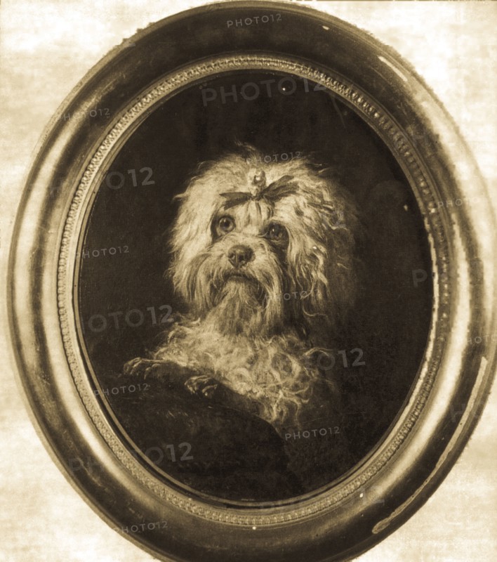 Lulu, the little dog of giuseppe Verdi