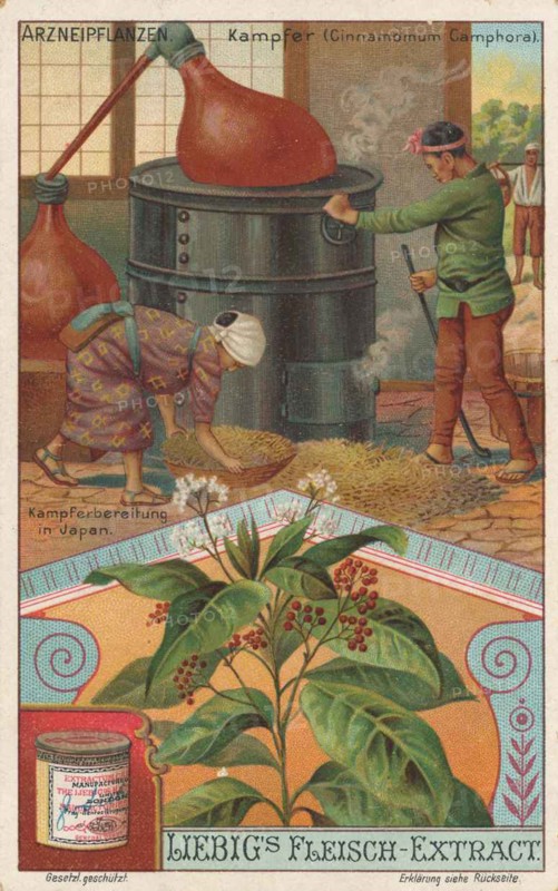 Picture series the preparation of medicinal plants