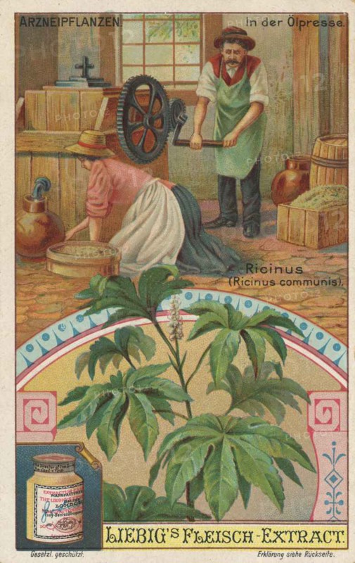 Picture series the preparation of medicinal plants