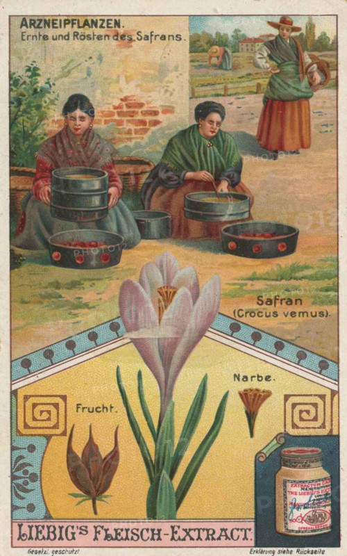 Picture series the preparation of medicinal plants