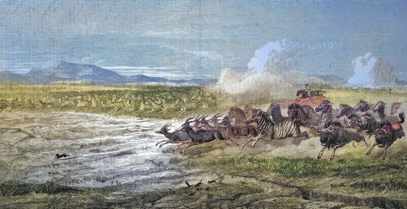 Wildlife herds on the plains of Vaal River