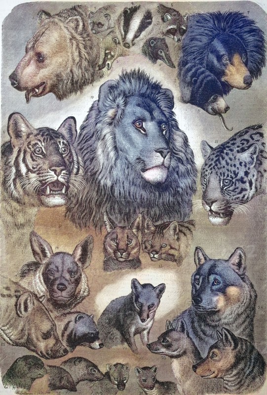 Carnivores