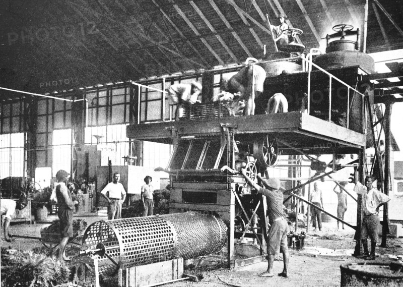 German palm oil factory