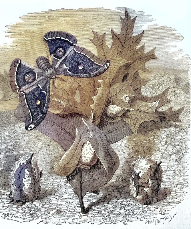 Attacus