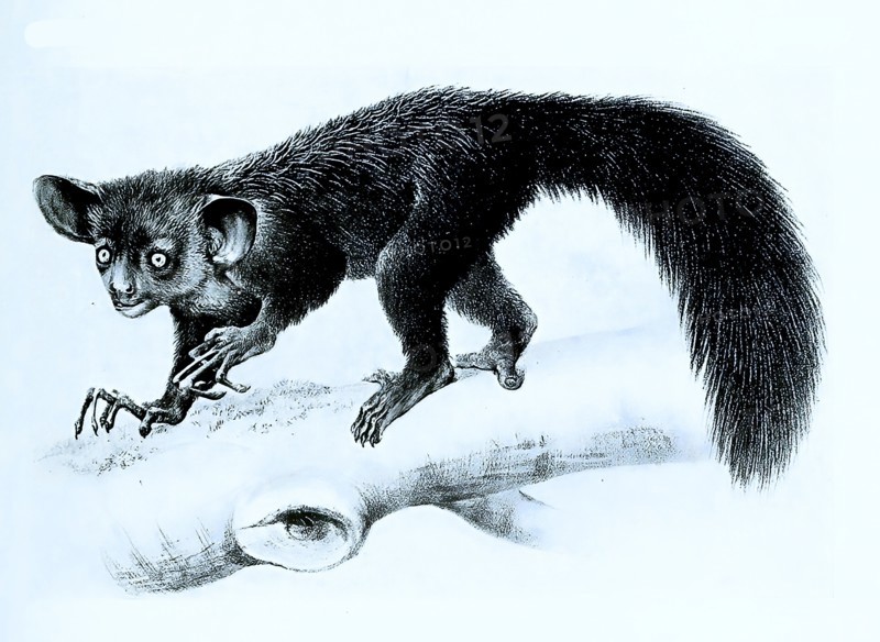 Aye-Aye