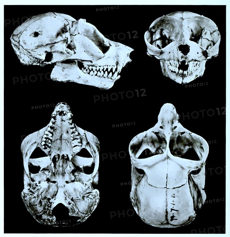 Skull Bones