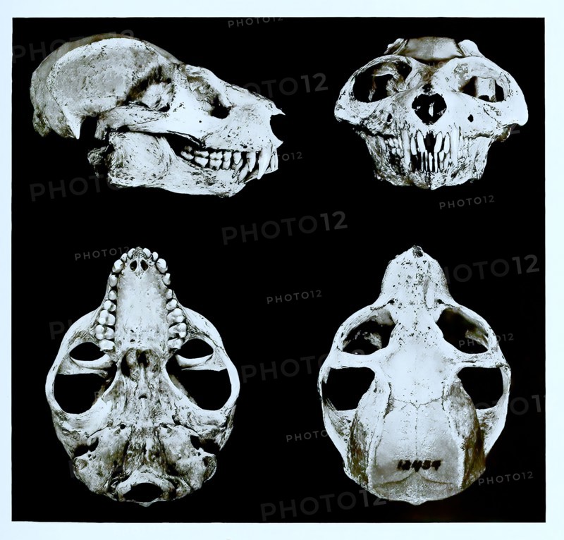 Skull Bones