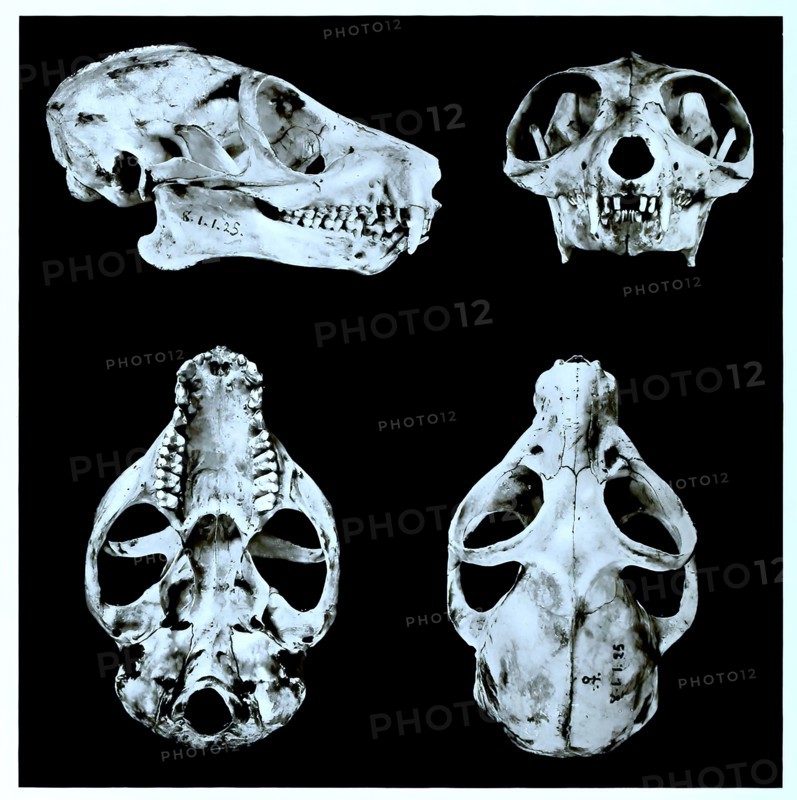 Skull Bones
