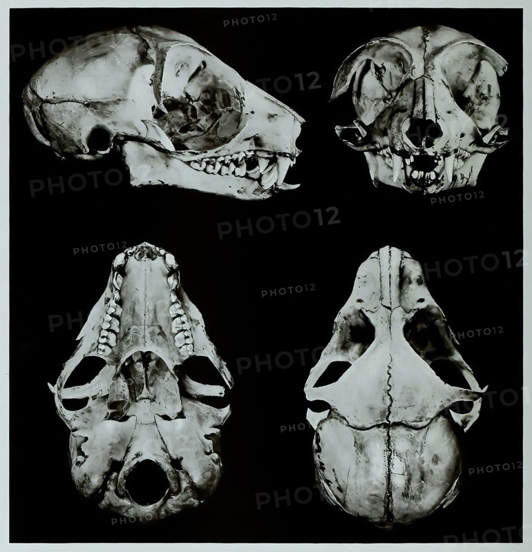 Skull Bones
