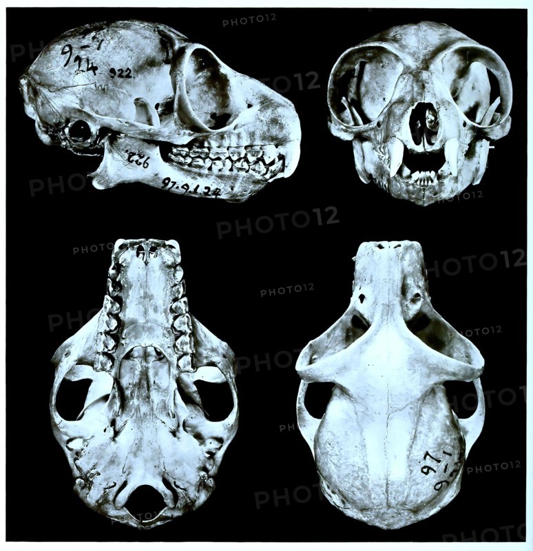Skull Bones