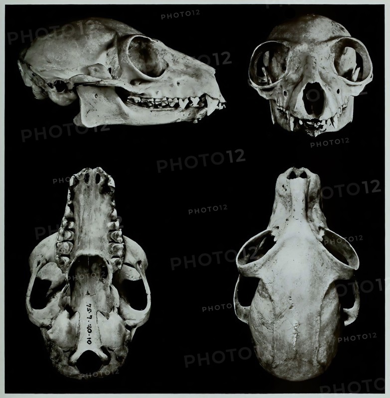 Skull Bones