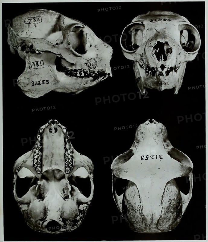 Skull Bones
