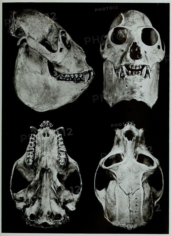 Skull Bones