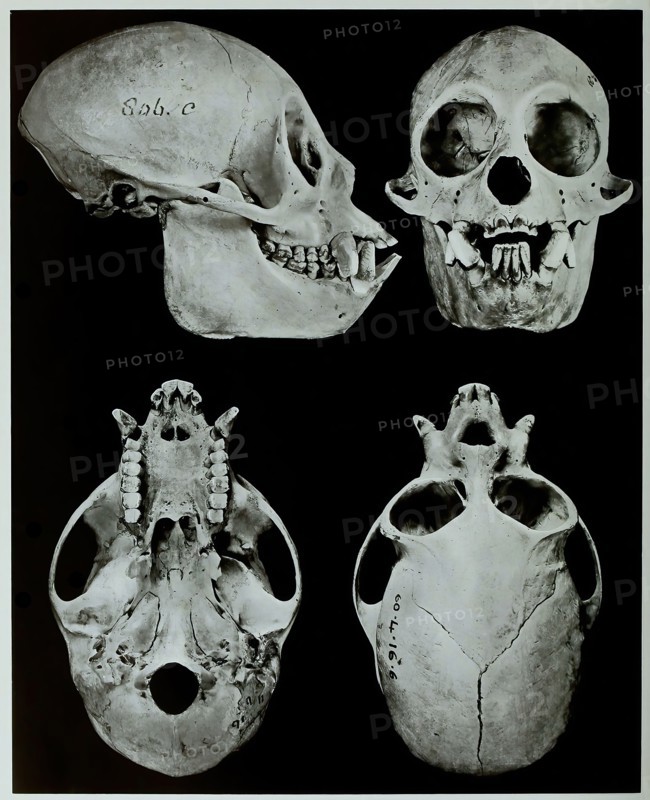 Skull Bones
