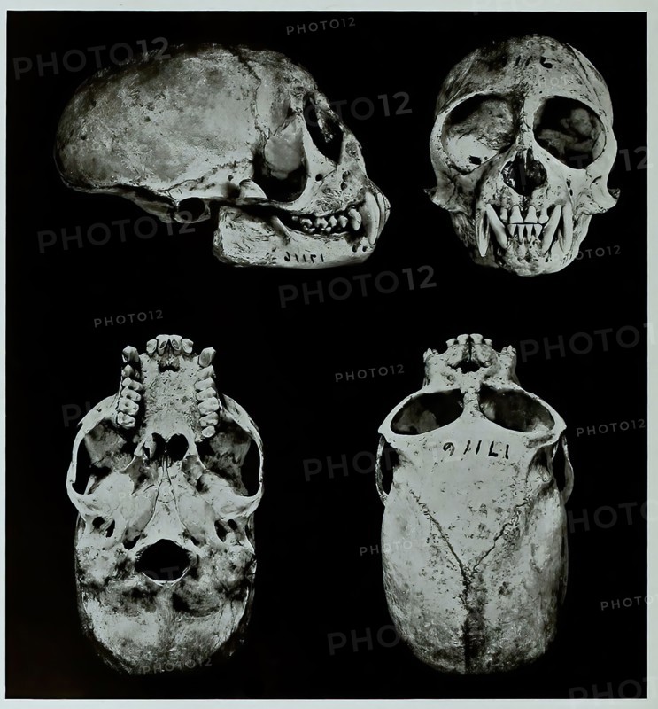 Skull Bones