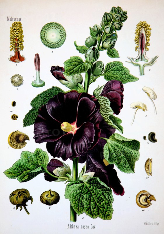 Alcea Rosea