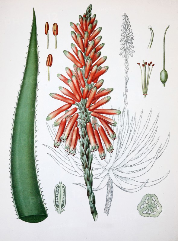 Aloe Perryi
