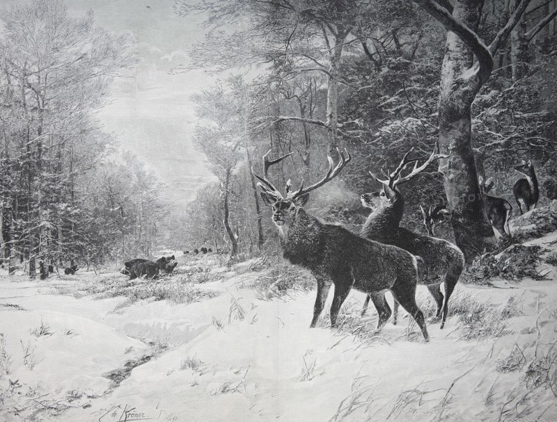 Winter Morning In The Forest