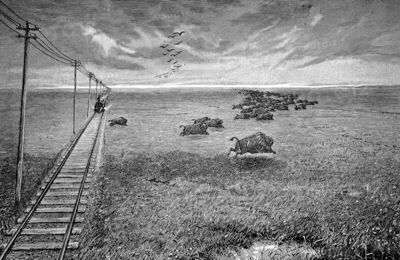 The North American Prairie