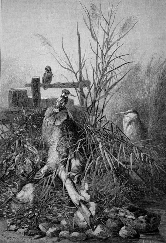 Birds