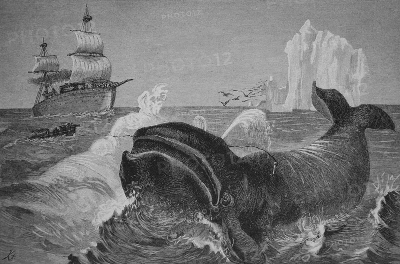 Whale Hunting In The Northern Arctic Ocean
