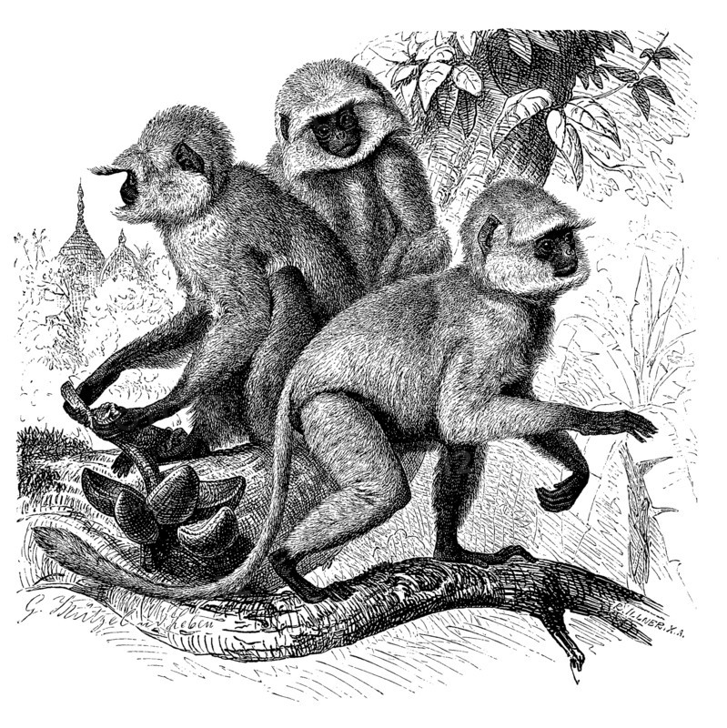 Bengal Hanuman Langur