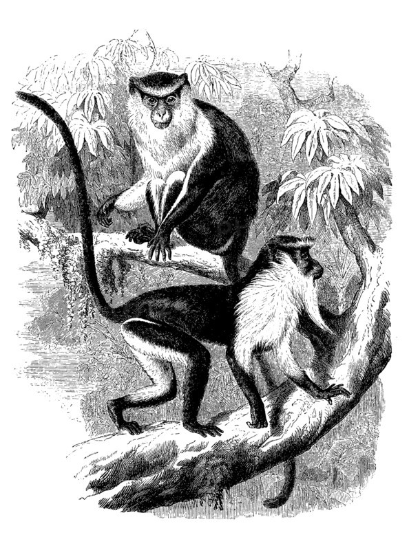 Barnacle Monkey