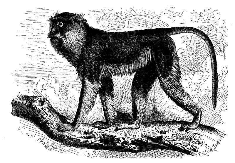 Pasque Monkey