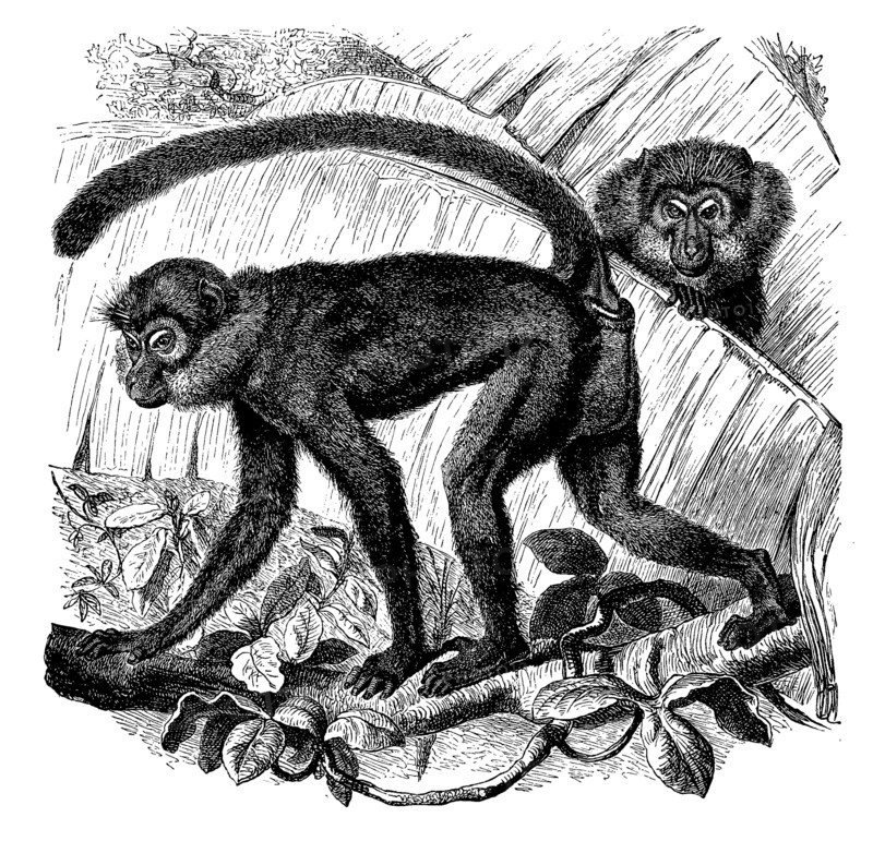 Black Monkey