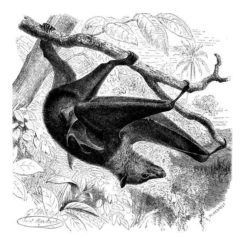 Black-Eared Flying Fox