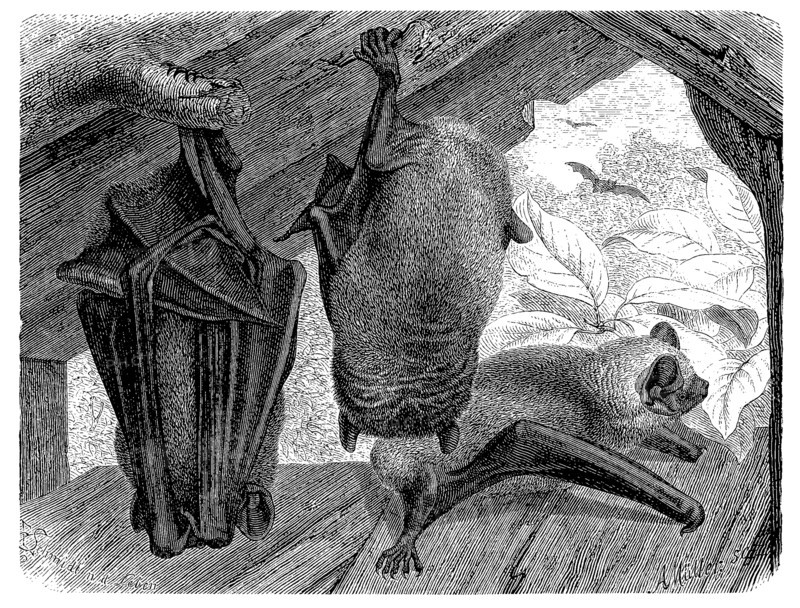 Noctule Bats