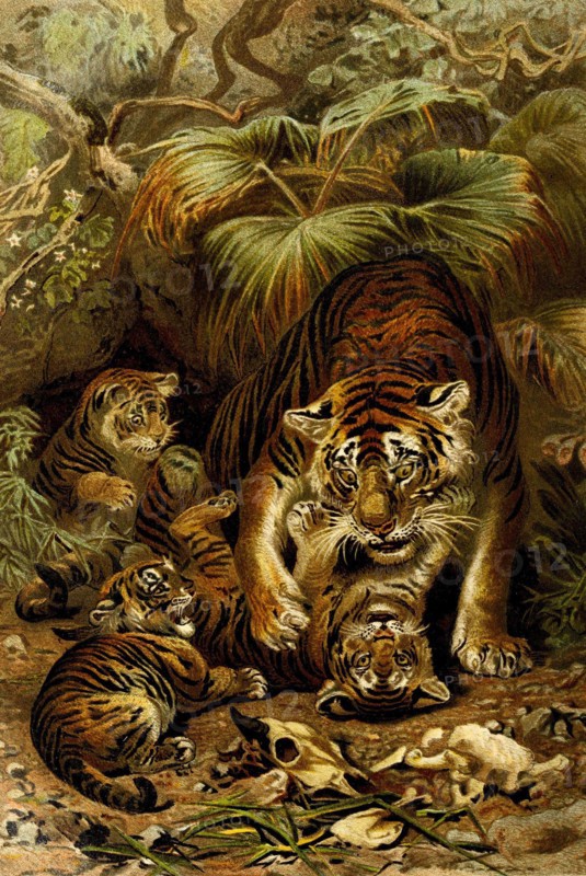 Tiger