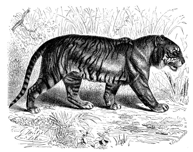 Bengal Tiger