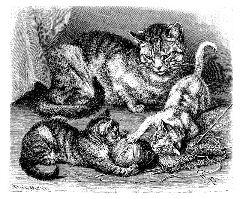 Domestic Cat