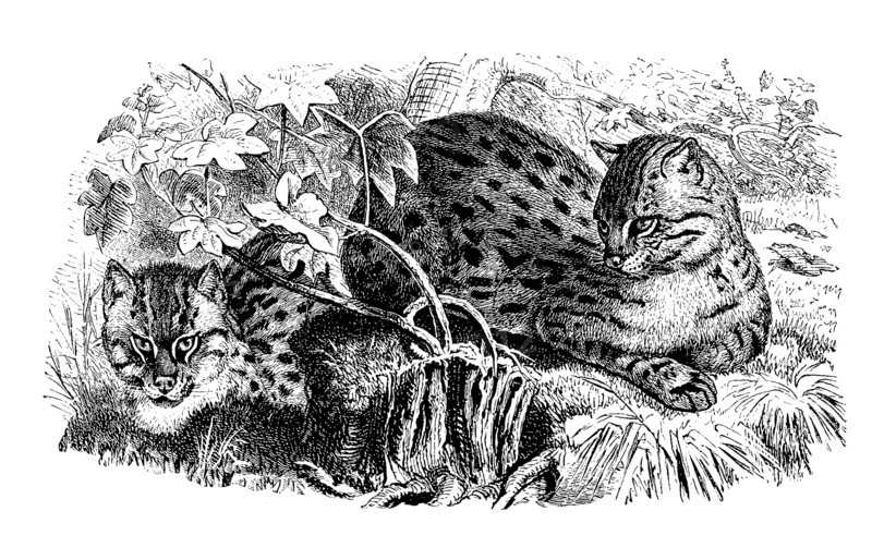 Spotted Cat