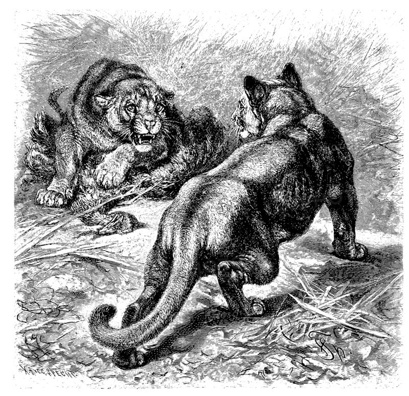 Puma
