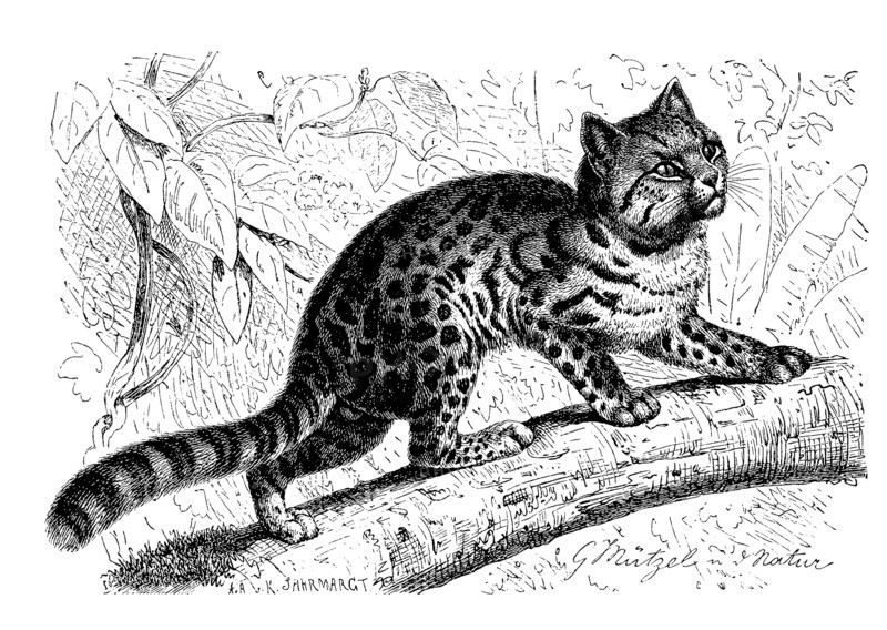 Northern Tabby Cat