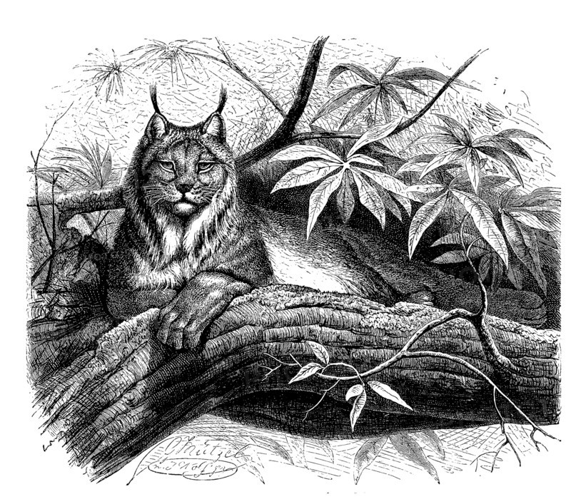 Arctic Lynx
