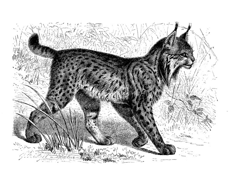 Iberian Lynx