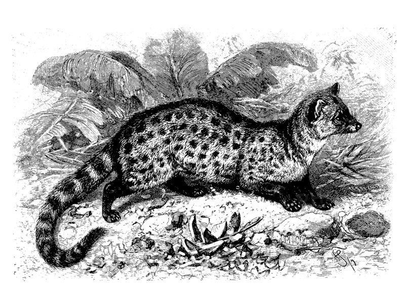 Civet Cat