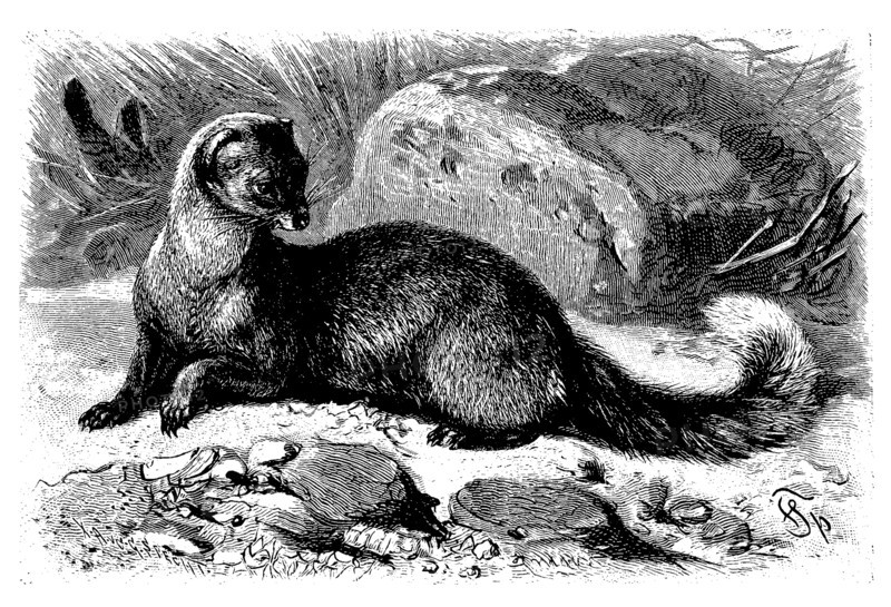 Fox Mongoose